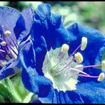 Phacelia viscida Cvet