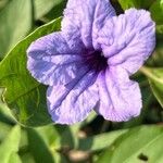 Ruellia tuberosa फूल