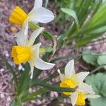 Narcissus tazetta Kukka