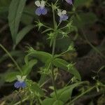 Collinsia verna অভ্যাস