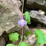 Cymbalaria muralisപുഷ്പം