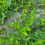 Phyla lanceolata Flower