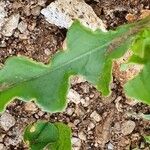 Oxygonum sinuatum Leaf