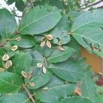 Combretum micranthum Frucht
