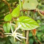 Jasminum preussii Hoja