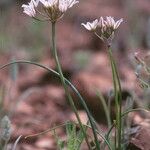 Allium macropetalum Blüte