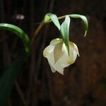 Calochortus albus Кветка