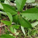 Parthenocissus quinquefolia 葉