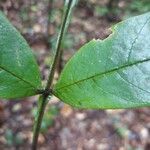Swartzia grandifolia List