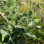 Medicago scutellata Hoja