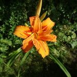 Hemerocallis middendorffii Цветок