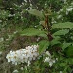 Prunus padus Цветок