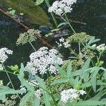 Sium latifolium Flower