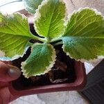 Coleus madagascariensisLeaf