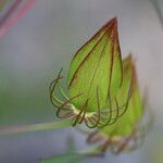 Hibiscus coccineus Other