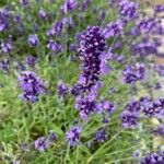 Lavandula angustifoliaFlors