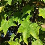 Acer cappadocicum Blatt