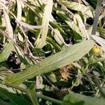 Inula helenioides Folio