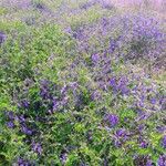 Vicia villosa Habit