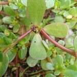 Portulaca oleracea Blatt