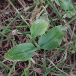 Commelina benghalensis Листок