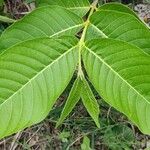 Holarrhena pubescens Blad