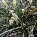 Carex caryophyllea Λουλούδι