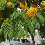 Caesalpinia pluviosa Leaf