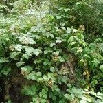 Rubus radula Blodyn