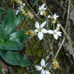 Jepsonia parryi Celota