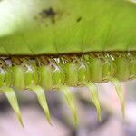 Bulbophyllum renkinianum Owoc