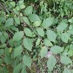 Ostrya carpinifolia 葉