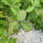 Toxicodendron diversilobum Hoja