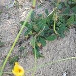 Sonchus bulbosus Likasa