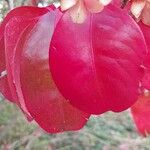 Euonymus carnosus Leaf