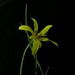 Tragopogon gracilis Tabia