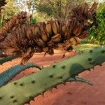 Aloe marlothii Frukto