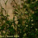 Hornungia procumbens Habitus