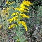 Solidago nemoralis Leaf