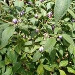 Capsicum pubescens Hoja