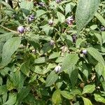 Capsicum pubescens Leaf