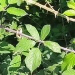 Rubus questieri Blad