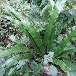 Asplenium scolopendriumList