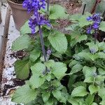 Salvia farinacea Habit