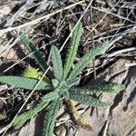 Echium asperrimum Folha
