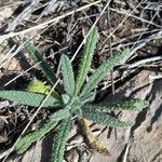 Echium asperrimum 葉