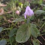 Campanula rapunculoidesFloro