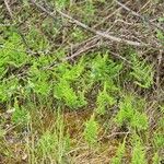 Gymnocarpium robertianum Hábito