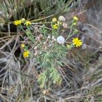 Senecio viscosus Цветок