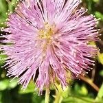 Mimosa pudicaŽiedas